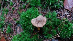 Trompeten---Pfifferling_Craterellus-tubaeformis_20251216_151023.jpg