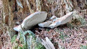 Tropfender-Saftporling_Calcipostia-guttulata_20260721_131511.jpg