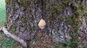 Tropfender-Schillerporling_Inonotus-dryadeus_20260611_154718.jpg