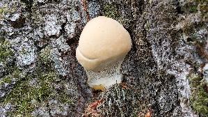 Tropfender-Schillerporling_Inonotus-dryadeus_20260611_154730.jpg