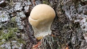 Tropfender-Schillerporling_Inonotus-dryadeus_20260611_154738.jpg