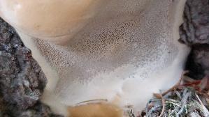 Tropfender-Schillerporling_Inonotus-dryadeus_20260611_154804.jpg