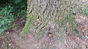 Tropfender-Schillerporling_Inonotus-dryadeus_20260612_135409.jpg