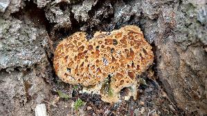 Tropfender-Schillerporling_Inonotus-dryadeus_20260612_135420.jpg