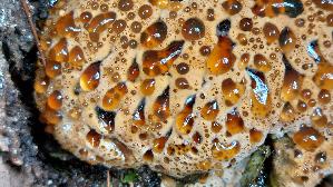Tropfender-Schillerporling_Inonotus-dryadeus_20260612_135445.jpg