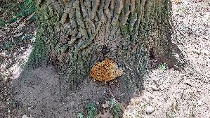Tropfender-Schillerporling_Inonotus-dryadeus_20260723_152428.jpg