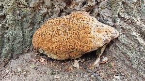 Tropfender-Schillerporling_Inonotus-dryadeus_20260723_152450.jpg