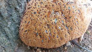 Tropfender-Schillerporling_Inonotus-dryadeus_20260723_152527.jpg