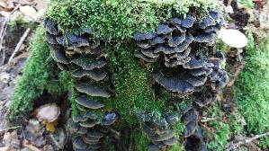 Umberbraune-Borstenscheibe_Hymenochaete-rubiginosa_20261010_145419.jpg