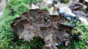 Umberbraune-Borstenscheibe_Hymenochaete-rubiginosa_20261010_145436.jpg