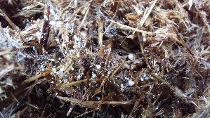Verschiedenhaariger-Tintling_Coprinellus-heterosetulosus_20260822_135238.jpg