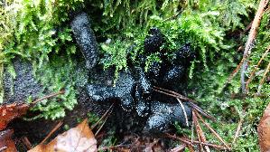 Vielgestaltige-Holzkeule_Xylaria-polymorpha_20241218_113609.jpg