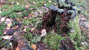Vielverfaerbender-Birkenpilz_Leccinum-variicolor_20261013_120827.jpg