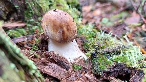 Vielverfaerbender-Birkenpilz_Leccinum-variicolor_20261013_120918.jpg