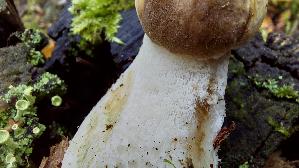 Vielverfaerbender-Birkenpilz_Leccinum-variicolor_20261013_121046.jpg
