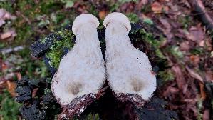 Vielverfaerbender-Birkenpilz_Leccinum-variicolor_20261013_121206.jpg
