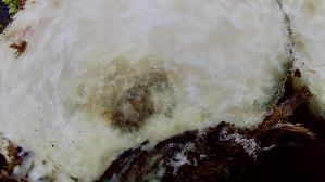 Vielverfaerbender-Birkenpilz_Leccinum-variicolor_20261013_121216.jpg
