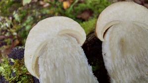 Vielverfaerbender-Birkenpilz_Leccinum-variicolor_20261013_121238.jpg