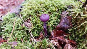 Violetter-Lacktrichterling_Laccaria-amethystina_20250803_140119.jpg