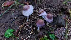 Violetter-Ris--spilz_Inocybe-violacea_20261003_125048.jpg