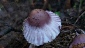 Violetter-Ris--spilz_Inocybe-violacea_20261003_125125.jpg