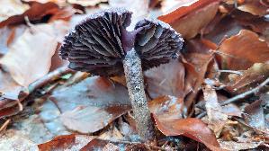 Violetter-Schleierling_Cortinarius-violaceus_20251107_131831.jpg
