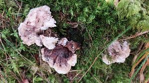 Violetter-Weisssporstacheling_Phellodon-violascens_20250907_135847.jpg