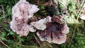 Violetter-Weisssporstacheling_Phellodon-violascens_20250907_135858.jpg