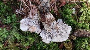 Violetter-Weisssporstacheling_Phellodon-violascens_20250907_135931.jpg