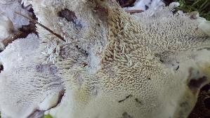 Violetter-Weisssporstacheling_Phellodon-violascens_20250907_135951.jpg
