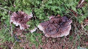 Violetter-Weisssporstacheling_Phellodon-violascens_20250907_140046.jpg