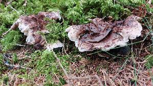 Violetter-Weisssporstacheling_Phellodon-violascens_20250907_140055.jpg