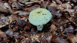 Violettstieliger-Pfirsich---Taeubling_Russula-violeipes_20250726_140031.jpg