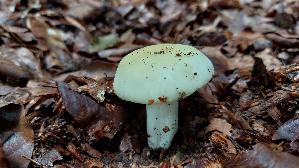 Violettstieliger-Pfirsich---Taeubling_Russula-violeipes_20250726_140039.jpg