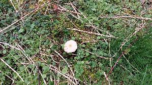 Voreilender-Ackerling_Agrocybe-praecox_20250331_160430.jpg