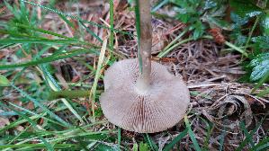 Voreilender-Ackerling_Agrocybe-praecox_20260514_121947.jpg