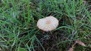 Voreilender-Ackerling_Agrocybe-praecox_20260522_132346.jpg