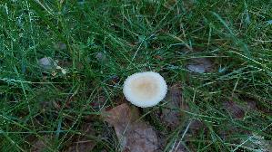 Voreilender-Ackerling_Agrocybe-praecox_20260525_090405.jpg