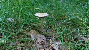 Voreilender-Ackerling_Agrocybe-praecox_20260525_090524.jpg