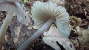 Voreilender-Helmling_Mycena-abramsii_20260520_144615.jpg