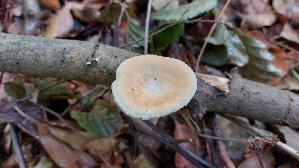 Wabenporling_Neofavolus-alveolaris_20260822_131050.jpg