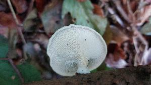 Wabenporling_Neofavolus-alveolaris_20260822_131153.jpg