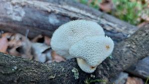Wabenporling_Neofavolus-alveolaris_20260901_142108.jpg