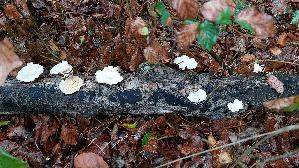 Wabenporling_Neofavolus-alveolaris_20261008_171654.jpg