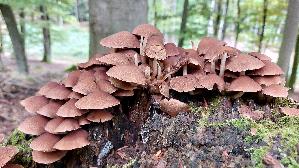 Waes--sriger-Muerbling_Psathyrella-piluliformis_20251008_125822.jpg