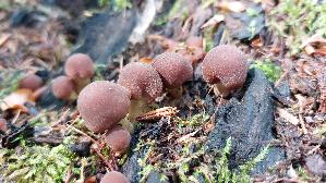 Waes--sriger-Muerbling_Psathyrella-piluliformis_20261011_130410.jpg