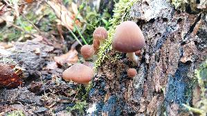 Waes--sriger-Muerbling_Psathyrella-piluliformis_20261011_130424.jpg
