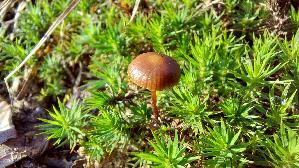 Wald---Mooshaeubling_Galerina-hypnorum_20251226_135934.jpg