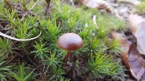 Wald---Mooshaeubling_Galerina-hypnorum_20251226_140027.jpg