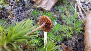 Wald---Mooshaeubling_Galerina-hypnorum_20251226_140148.jpg